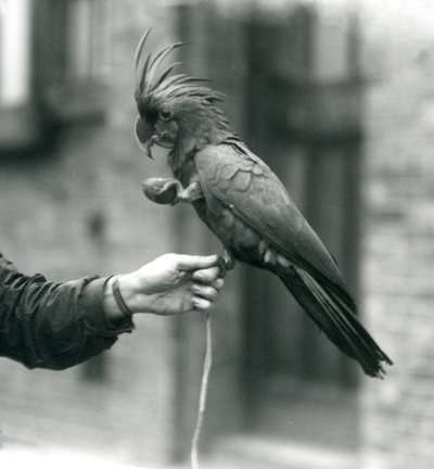 En PalmGoliath Great Black Cockatoo som griper fingeren til en keeper med den ene foten og holder en eggformet godbit i den andre nLondon Zoo, september 1927. av Frederick William Bond
