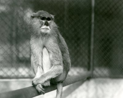 En Patas/Wadi/Hussar-ape sitter på en gren i London Zoo i 1928 (s/hvitt-bilde) av Frederick William Bond