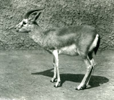 En persisk gaselle i London Zoo i juni 1925 av Frederick William Bond