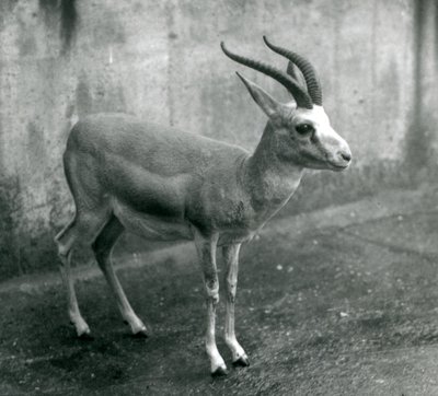 En persisk, struma- eller svarthalegaselle i London Zoo, august 1927 av Frederick William Bond