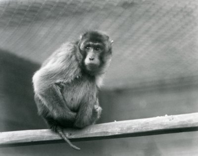 En grisehalemakak sitter på en abbor i innhegningen i London Zoo (s/hv-bilde) av Frederick William Bond