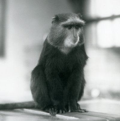 En Pluto Monkey, eller Blue Monkey, sitter på en benk, London Zoo av Frederick William Bond