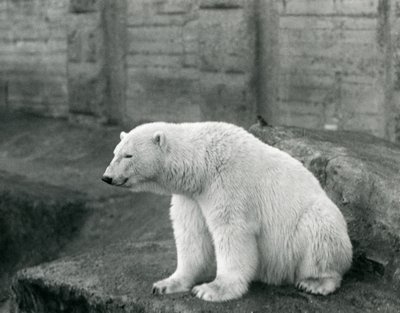 En isbjørn sitter på en steinhylle ved London Zoo i september 1927 av Frederick William Bond
