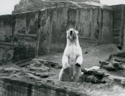 En isbjørn som sitter oppe i innhegningen ved foten av Mappin Terraces i London Zoo i september 1928 (s/hv-bilde) av Frederick William Bond