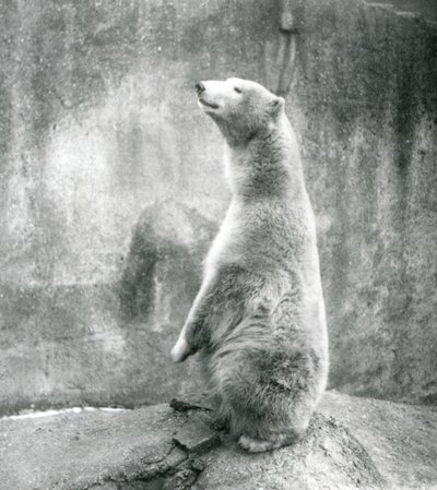En isbjørn sitter på huk i London Zoo i 1929 (s/hv-bilde) av Frederick William Bond