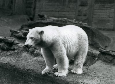 En isbjørn som står ved kanten av innhegningen ved foten av Mappin Terraces, London Zoo, september 1928 (s/hv-bilde) av Frederick William Bond