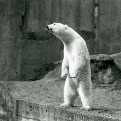 En isbjørn som står høyt, på bakbena, ved kanten av innhegningen på Mappin Terraces, London Zoo av Frederick William Bond