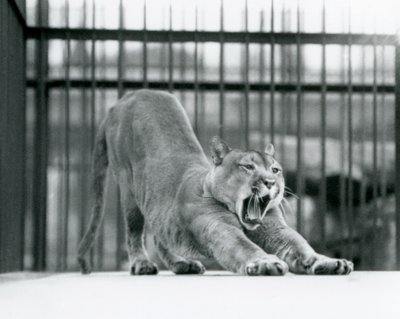 En Puma Cougar Mountain Lion som gjesper og strekker seg i London Zoo i juni 1925 av Frederick William Bond