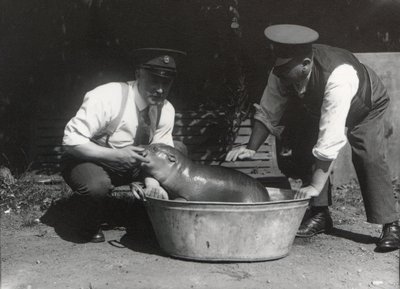 En pygmé flodhest som bader i ZSL London Zoo, august 1928 av Frederick William Bond