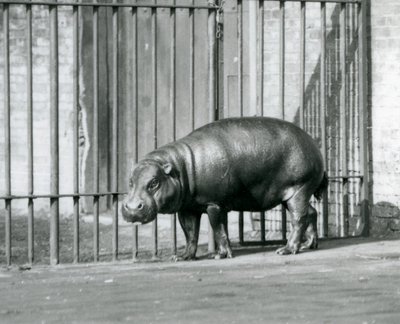 En pygméflodhest ved London Zoo i 1927 av Frederick William Bond