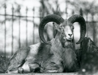 En ram sitter i London Zoo, 1925 av Frederick William Bond