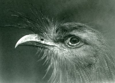En rødbeint seriema i London Zoo i 1924 av Frederick William Bond