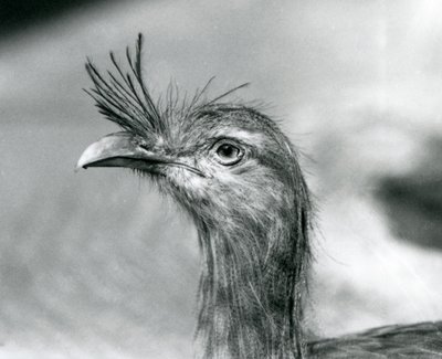 A Red-legged Seriema i London Zoo i 1929 (s/hv-bilde) av Frederick William Bond