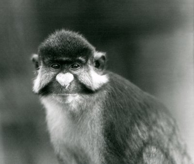 En rødhale-/svartekinnet hvitneset/rødhaleape eller Schmidts/rødhale-guenon, London Zoo av Frederick William Bond