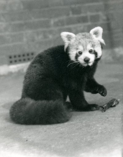 En rød panda som sitter i London Zoo, 1917. av Frederick William Bond