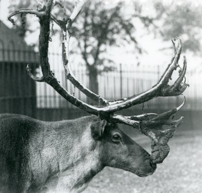 En reinhjort som kaster fløyel fra geviret hans, London Zoo av Frederick William Bond