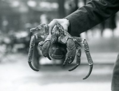 En røverkrabbe, eller kokosnøttkrabbe som holdes oppe av en keeper i London Zoo, juli 1927 av Frederick William Bond