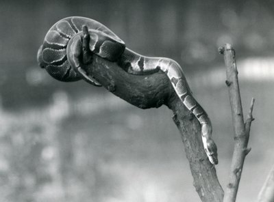 En Royal Ball Python på vei nedover en gren i London Zoo i oktober 1925 av Frederick William Bond