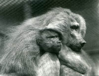 En hellig bavian med ungene sine i London Zoo, juli 1924 av Frederick William Bond