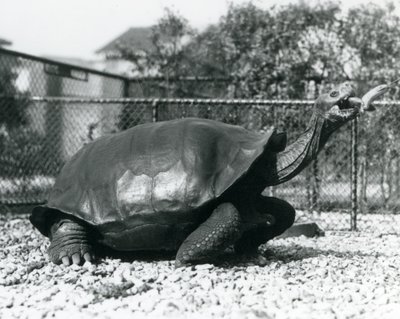 En Saddleback, Galapagos-skilpadde som mates med en banan på en pinne (s/hv-bilde) av Frederick William Bond