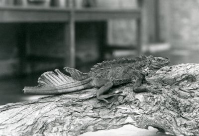 En Sailfin Lizard, med skadet hale, hviler på en tømmerstokk i London Zoo i 1928 (s/hv-bilde) av Frederick William Bond