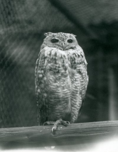 En Savingys Pharaoh Eagle-owl hviler på en gren i London Zoo, september 1925 av Frederick William Bond