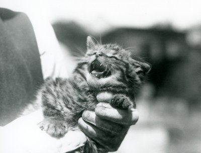 En skotsk villkatt-kattunge holdt i hendene på sin keeper, London Zoo av Frederick William Bond