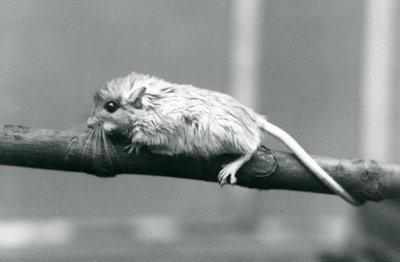 En Shaws Jird klatrer langs en gren ved London Zoo i 1927. av Frederick William Bond