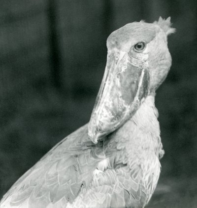 A Shoe-billed Stork, London Zoo, juli 1926 av Frederick William Bond