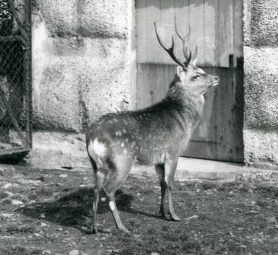 En SikaJapaneseSpotted Stag stående i innhegningen hans, i London Zoo, august 1927 av Frederick William Bond