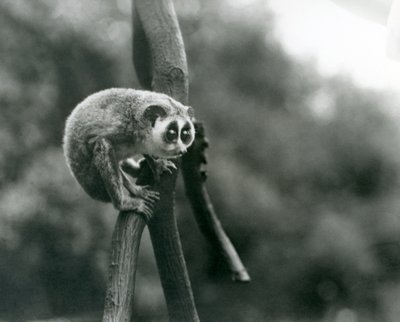 En slank Loris som ser ned fra en gren, London Zoo, august 1926 av Frederick William Bond