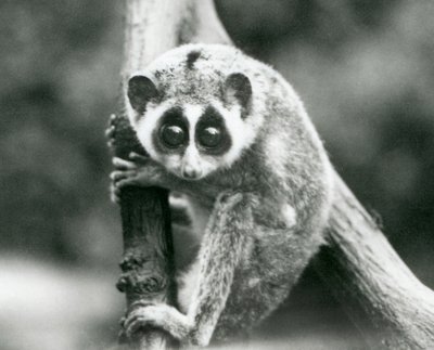 En slank Loris som ser ned fra en gren, London Zoo, august 1926 av Frederick William Bond