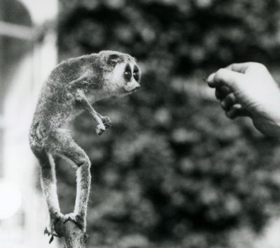 En slank Loris står oppreist på en gren og ser på en keeperhånd mens den blir tilbudt en melorm, London Zoo, august 1926 av Frederick William Bond