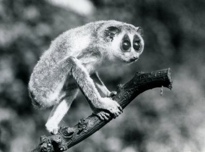 En slank Loris som går på en gren, London Zoo, august 1926 av Frederick William Bond