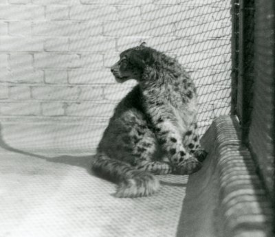 En Snow Leopard sitter på gulvet, London Zoo av Frederick William Bond