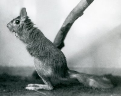 En sørafrikansk SpringhareCape Jumping Hare sitter ved en gren i innhegningen, London Zoo, desember 1925 av Frederick William Bond