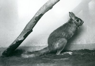 En sørafrikansk SpringhareCape Jumping Hare sitter under en gren i innhegningen, London Zoo, desember 1925 av Frederick William Bond