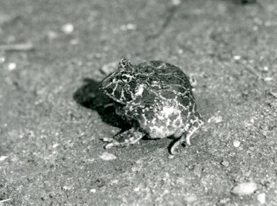 A South American Horned Frog, London Zoo, desember 1925 av Frederick William Bond