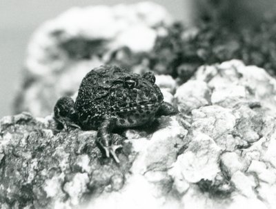 En søramerikansk hornfrosk som sitter på en stein og viser sin defensive positur, London Zoo, august 1928 (s/hv-bilde) av Frederick William Bond