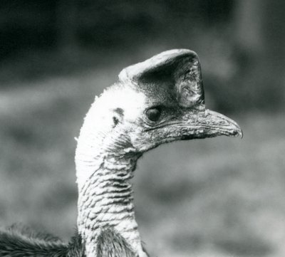 En sørlig kasuar ved London Zoo, juni 1925 av Frederick William Bond