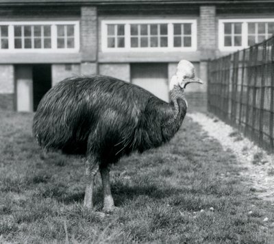 En sørlig kasuar ved London Zoo i juni 1925 av Frederick William Bond