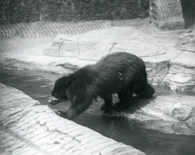 En brillebjørn eller Andesbjørn krysser en bekk innenfor innhegningen i London Zoo, juli 1925 av Frederick William Bond