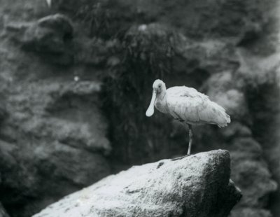 En skjestork står på en stein i London Zoo i september 1927 av Frederick William Bond