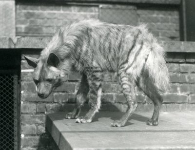 En stripete hyaena stående på en plattform i innhegningen i London Zoo, juni 1925 av Frederick William Bond