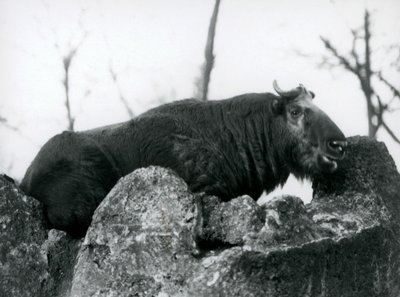En Takin, også kjent som en storfegems eller Gnu-geit, hviler på en stein, London Zoo, 1925 av Frederick William Bond