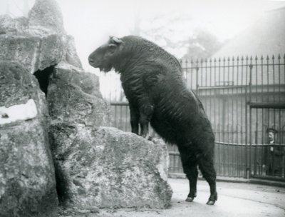 En Takin, også kjent som en storfegems eller Gnu-geit, som står oppreist med forbena hvilende på en stein, London Zoo av Frederick William Bond