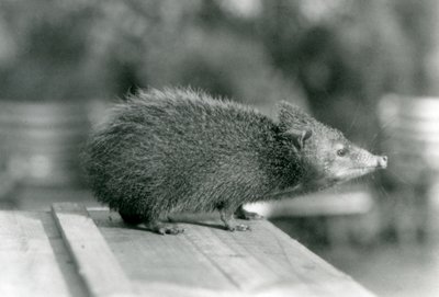 En Tenrec i London Zoo i 1929 (s/hvitt-bilde) av Frederick William Bond