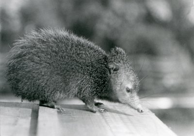 En Tenrec i London Zoo i 1929 (s/hvitt-bilde) av Frederick William Bond