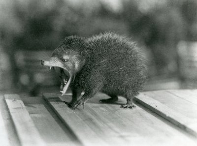 En Tenrec med åpen munn, som viser sitt brede gap og skarpe tenner, London Zoo av Frederick William Bond