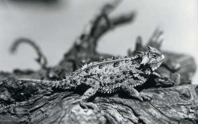 En Texas Horned Lizard/Horntoad/HornedToad/Horny Toad hviler på en tømmerstokk i London Zoo i september 1928 (s/hv-bilde) av Frederick William Bond